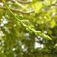 Cassia fistula L.